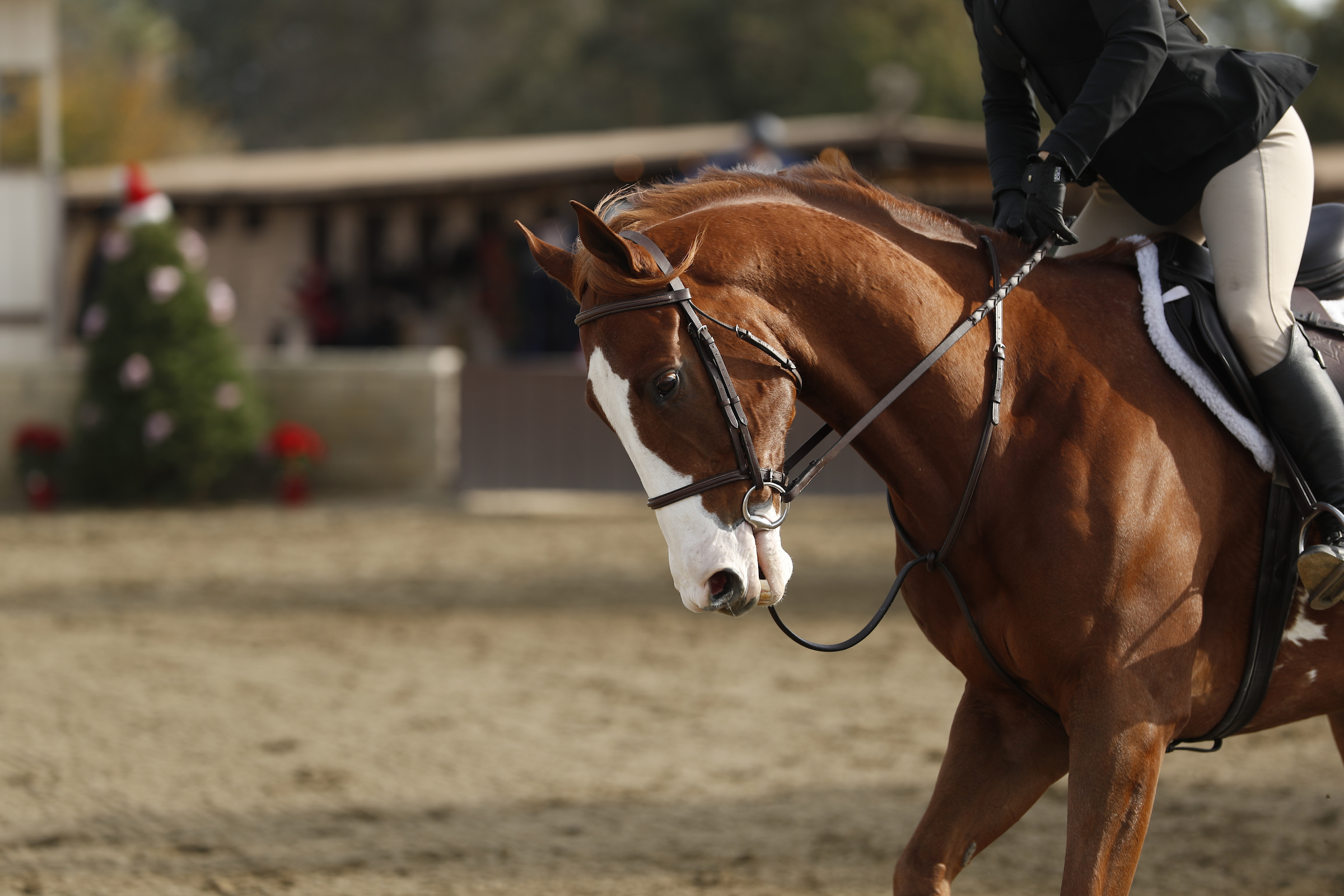 Thoroughbred Classic Horse Show